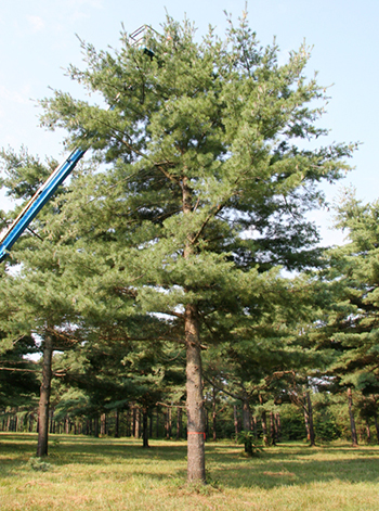 Pine Eastern White 3 0 Pinus Strobus