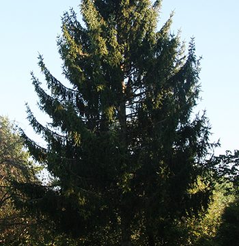Conifer Species